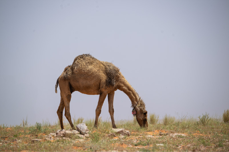 الرعي الموسمي