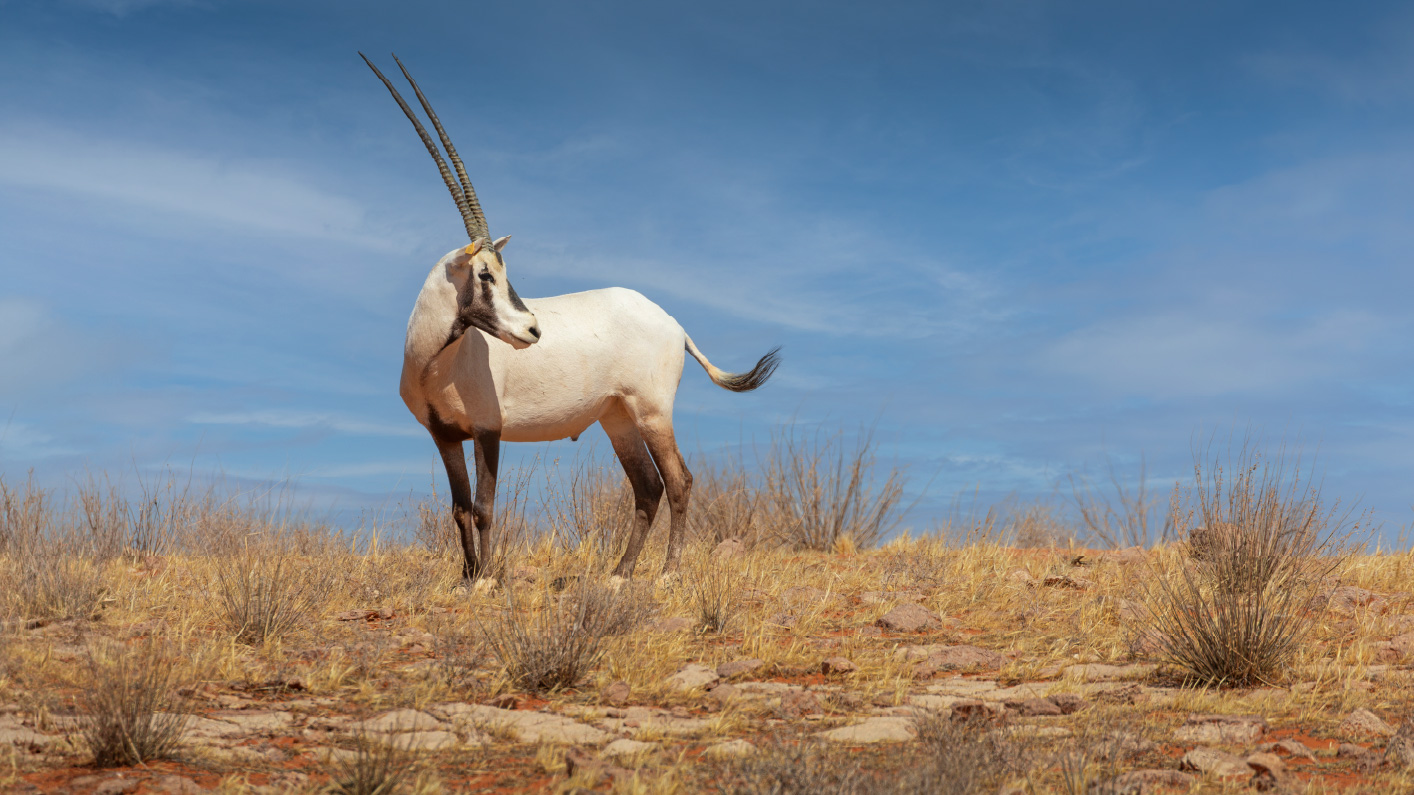 التنوع الفطري