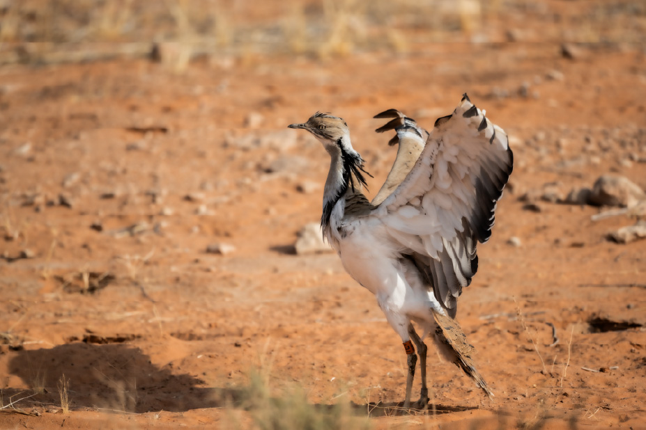 محمية الشمال للصيد المستدام