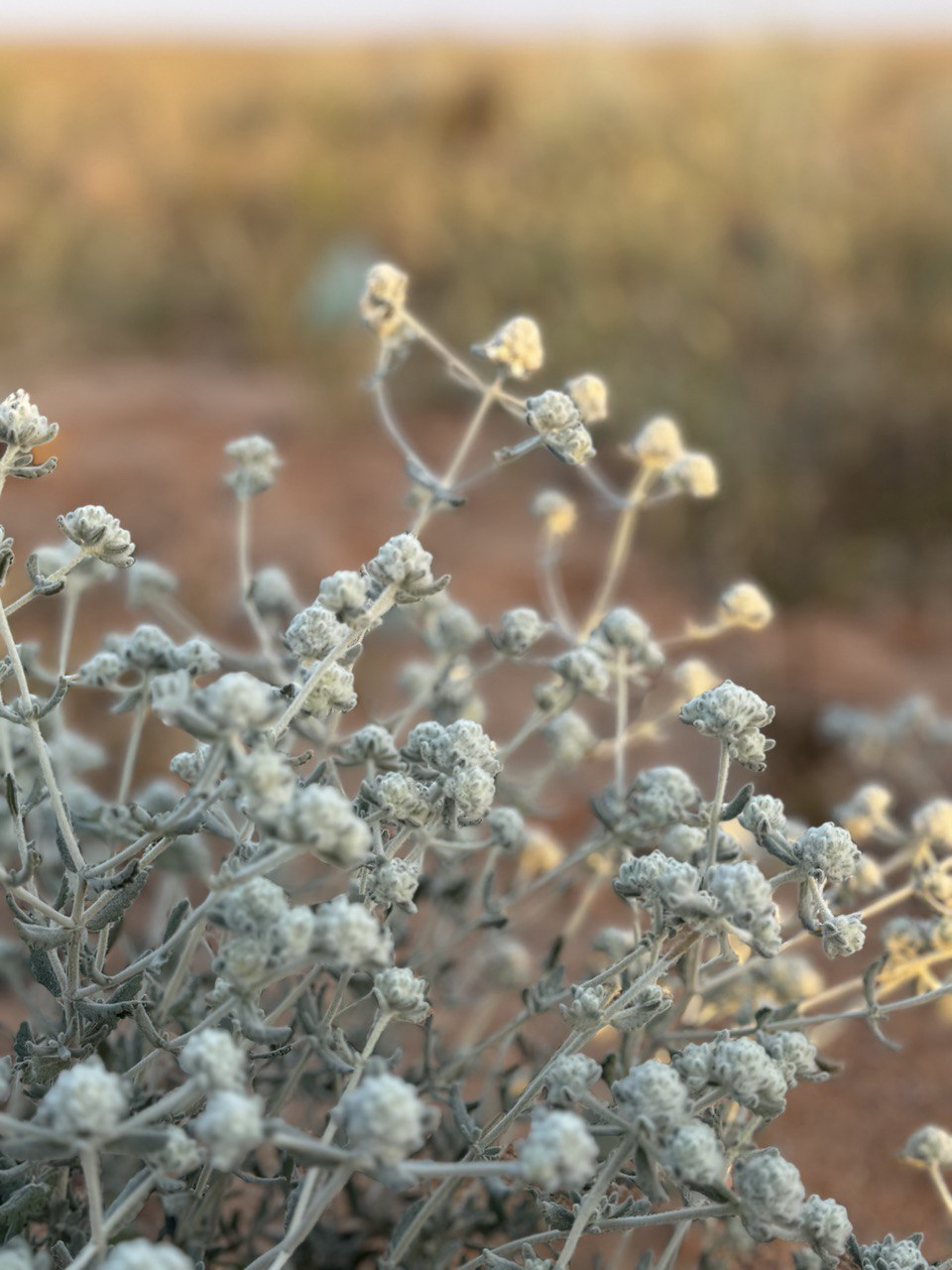 التنوع النباتي